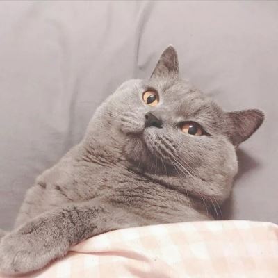 猫情侣头像一男一女,写尽千山图片