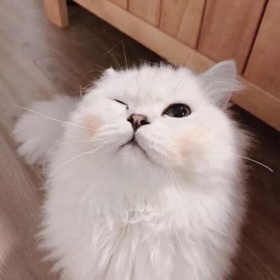 猫情侣头像一男一女,写尽千山图片