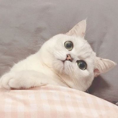 猫情侣头像一男一女,写尽千山图片