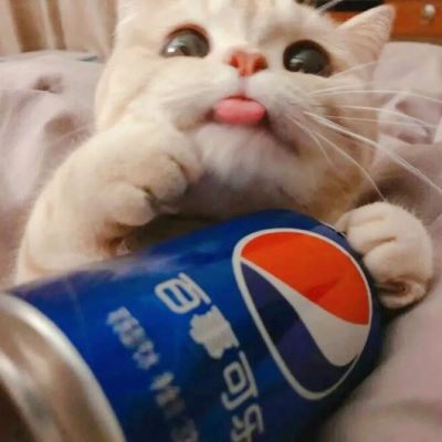 猫情侣头像一男一女,写尽千山图片