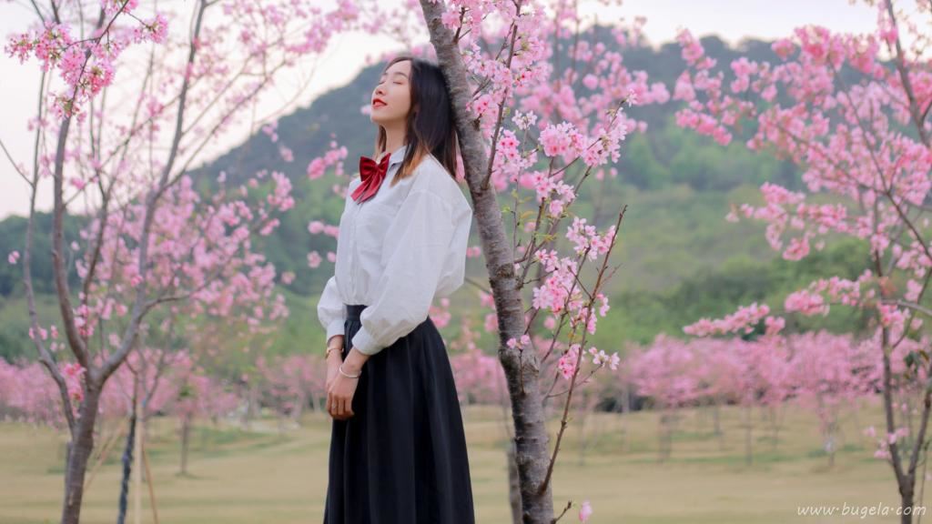 烂漫樱花下的美女图片