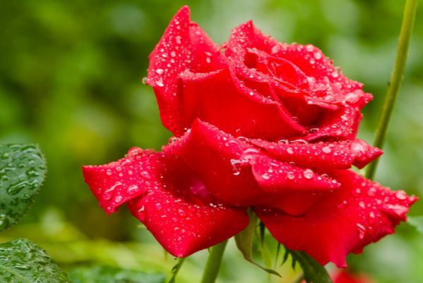 雨中花朵唯美精选图集图片