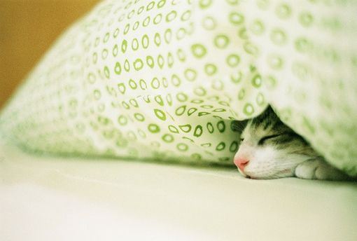可爱的小猫咪大全图片
