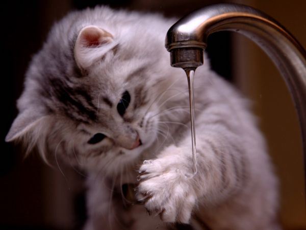 萌呆呆的猫咪高清大全图片