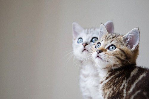 小猫咪卖萌可爱高清大全图片