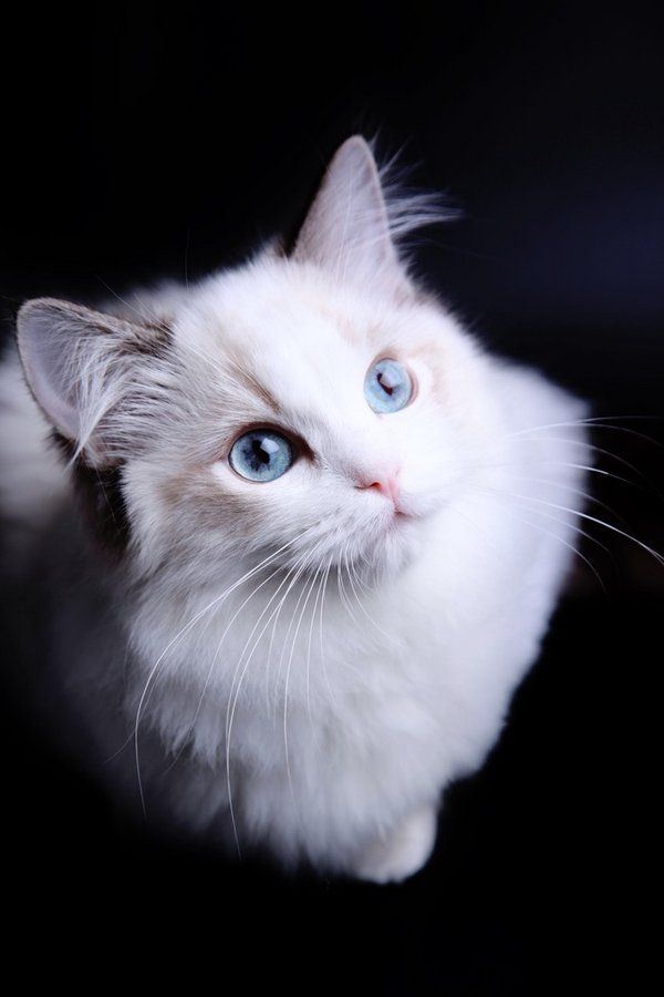 萌萌的猫咪合辑图片