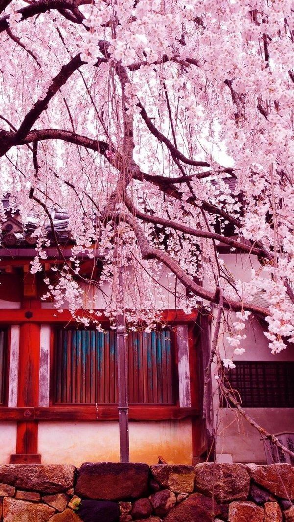 樱花盛开的唯美大全图片