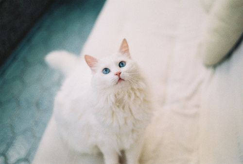 可爱的小猫咪大全图片
