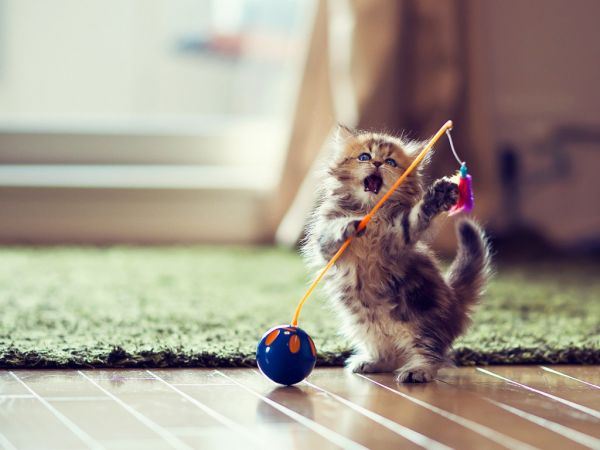 萌呆呆的猫咪高清大全图片