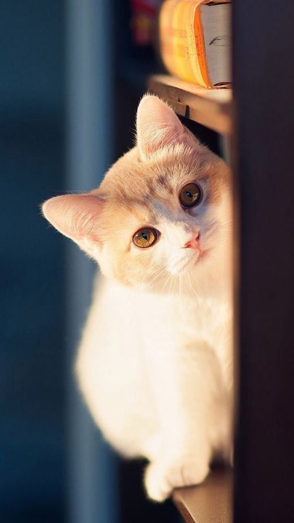 黑白小猫咪大全图片