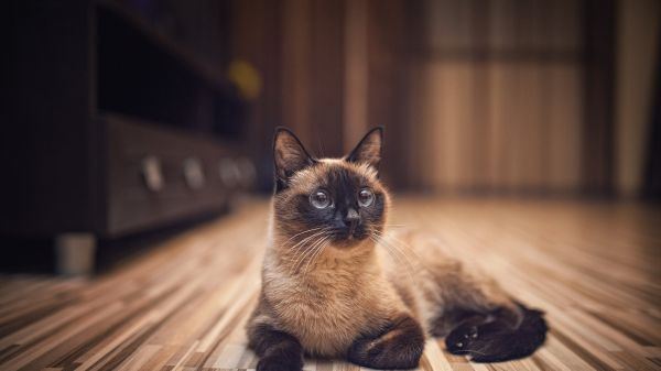 呆萌萌的猫咪大全图片