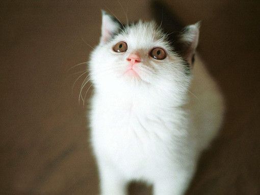 可爱的小猫咪大全图片