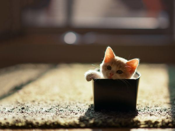萌呆呆的猫咪高清大全图片