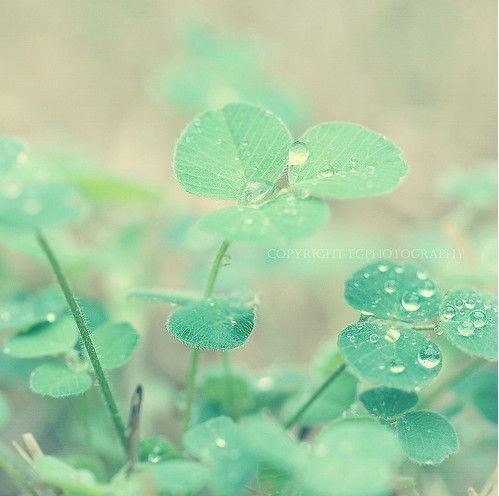 春暖花开唯美精选图片