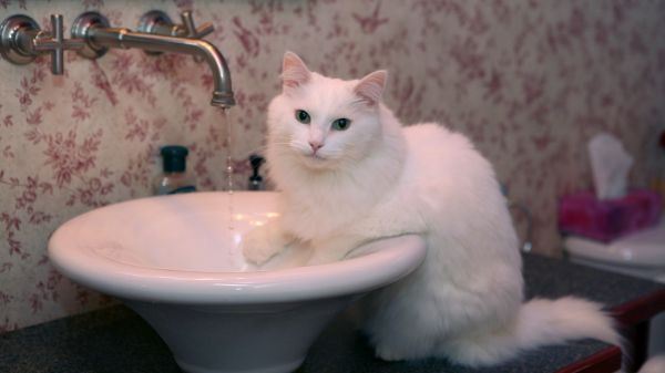 呆萌萌的猫咪大全图片