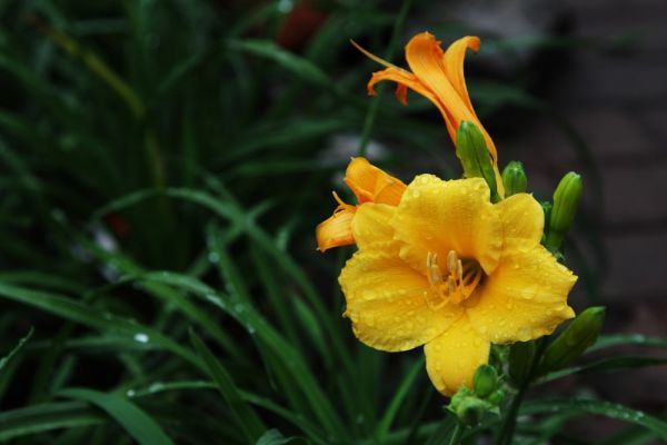 雨中花朵唯美精选图集图片