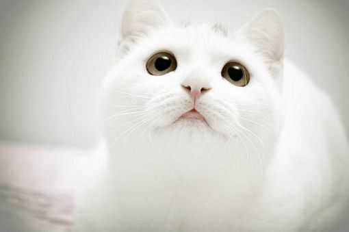 可爱的小猫咪大全图片