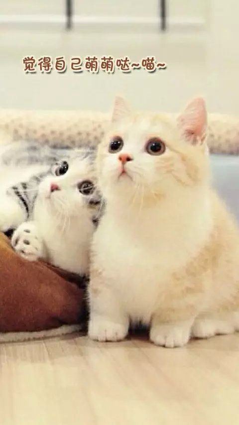 小猫咪卖萌可爱高清大全图片