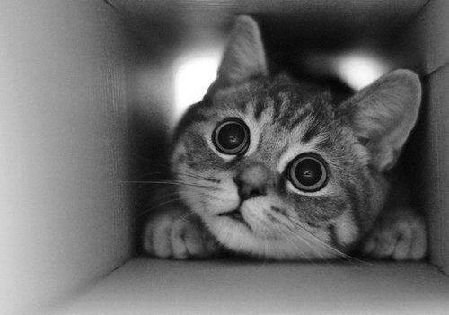 超级可爱小猫咪黑白大图图片