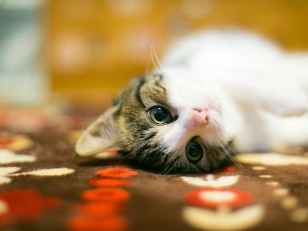 萌呆呆的猫咪高清大全图片
