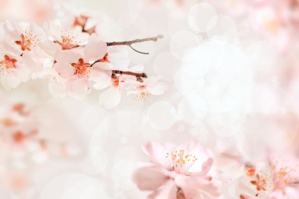 唯美樱花高清意境大图图片