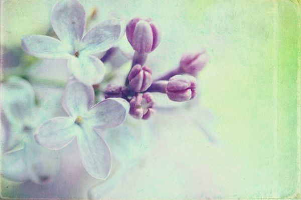 唯美小清新花朵非主流精选图片