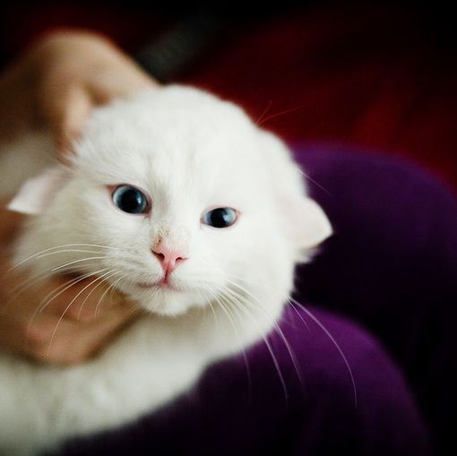 超可爱的小花猫合辑图片