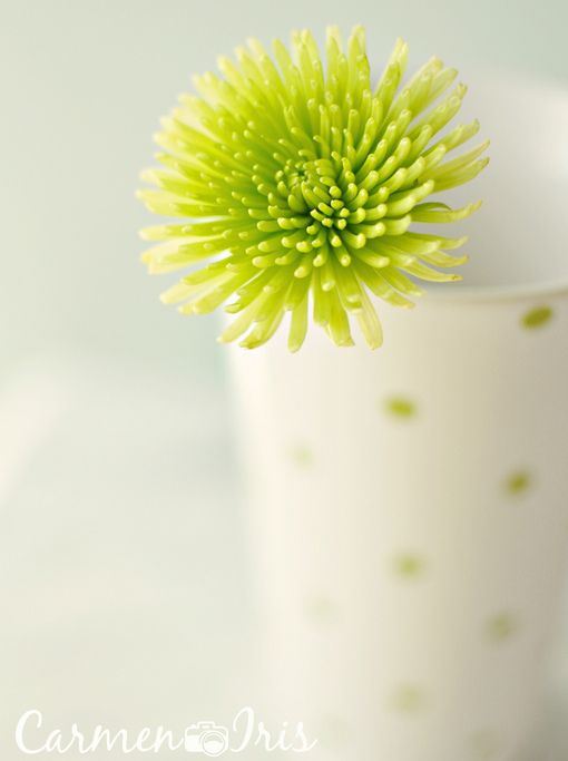 小清新植物唯美高清合辑图片