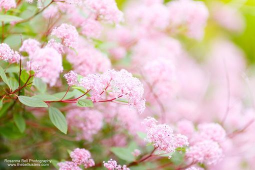 春暖花开唯美精选图片