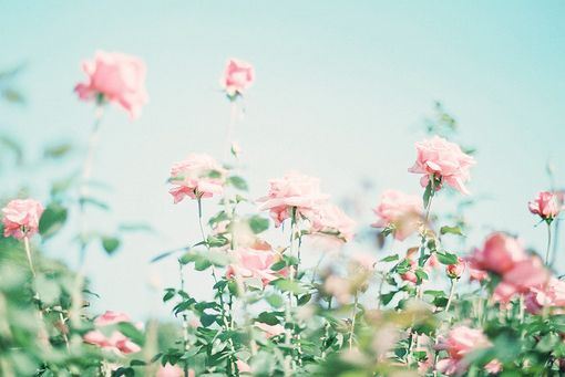 春暖花开唯美精选图片