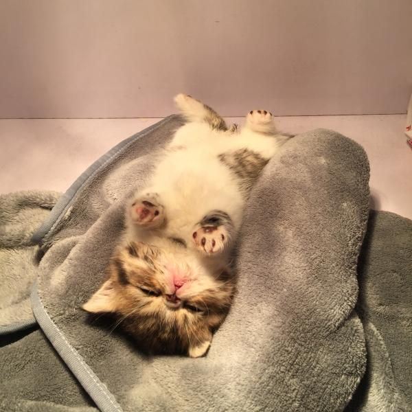 小猫咪卖萌可爱高清大全图片