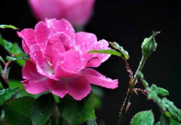雨中花朵唯美精选图集图片