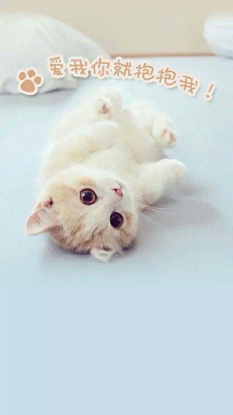 小猫咪卖萌可爱高清大全图片