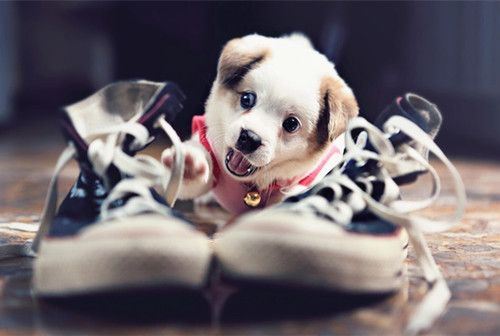 卖萌的小狗精选图片