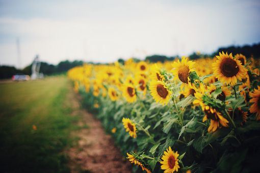 花儿治愈系非主流头像精选图片