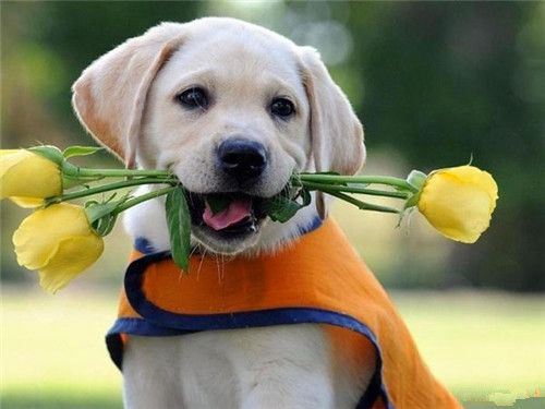 卖萌的小狗精选图片