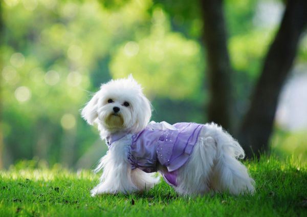 可爱的小狗高清大全图片