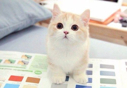 超萌可爱的小猫咪大全图片
