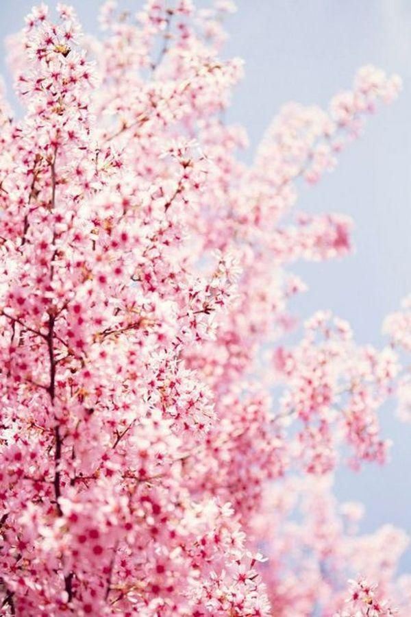 樱花盛开的唯美大全图片