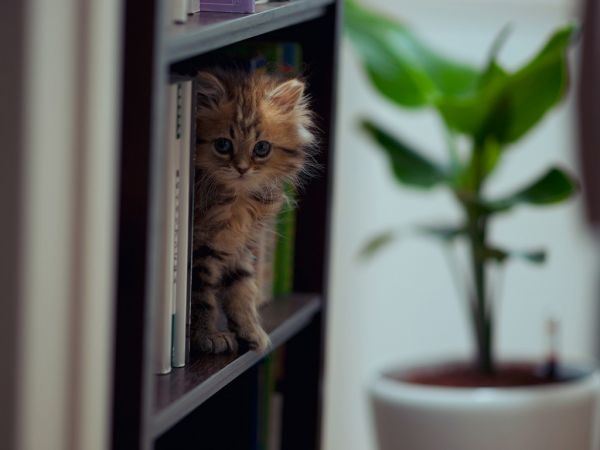 萌呆呆的猫咪高清大全图片