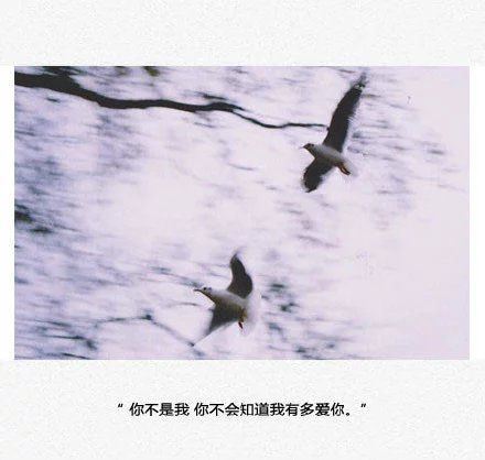 伤感小清新文字高清合辑图片