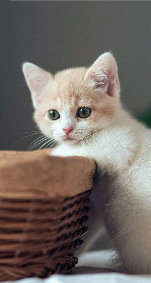 超可爱的小花猫合辑图片
