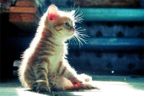超萌可爱的小猫咪大全图片