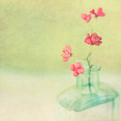 春花烂漫小清新唯美图片