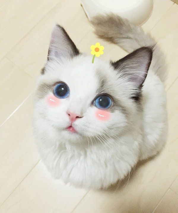 可爱的大眼萌猫可爱合辑图片