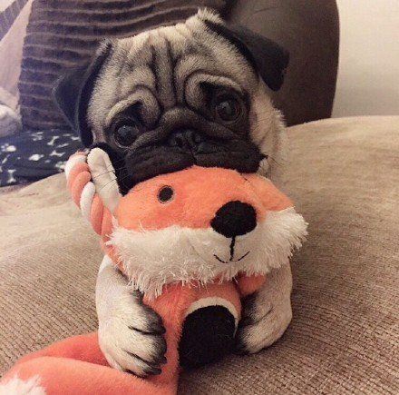 最萌茶杯犬可爱合辑图片