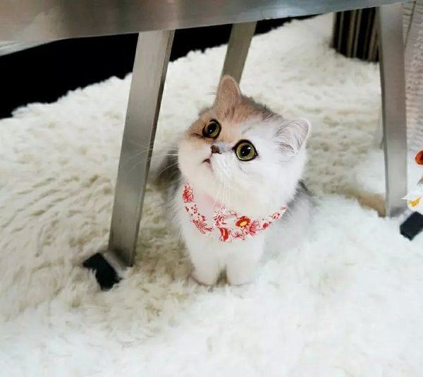 小猫咪卖萌可爱高清大全图片