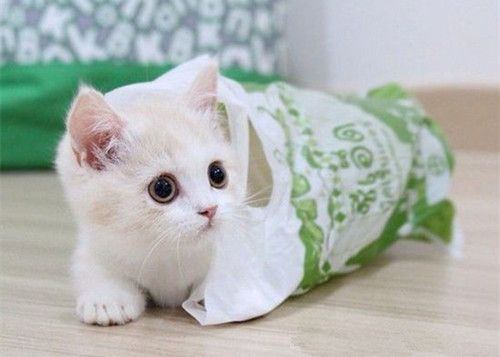 超萌可爱的小猫咪大全图片