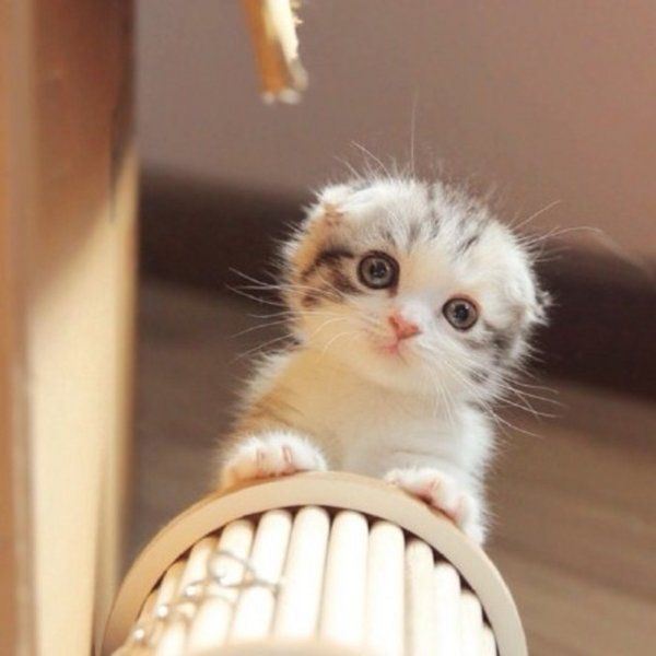 萌萌的猫咪合辑图片
