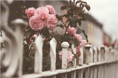 陌上花开唯美意境大全图片